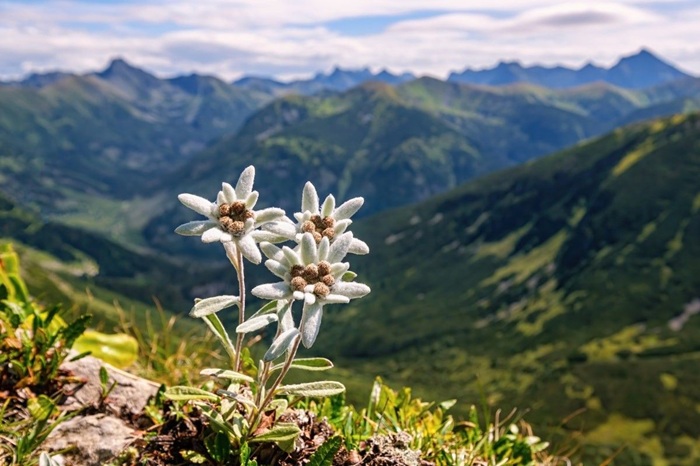 Bia Edelweiss – Hương vị từ dãy Alps nước Áo 1 bia edelweiss