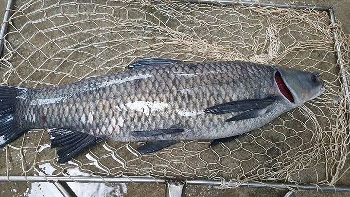 Cá trắm tươi, bia vị nhẹ, sả, gừng và thì là là nhóm nguyên liệu chính của món ăn.